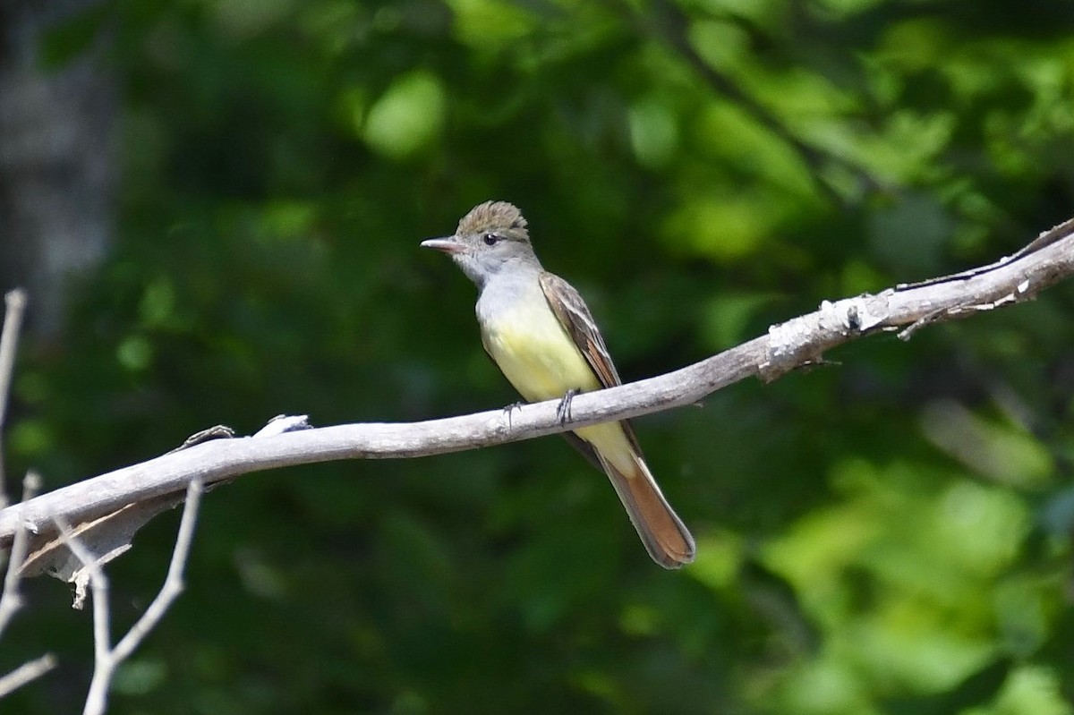 Great Crested Flycatcher - ML159544711