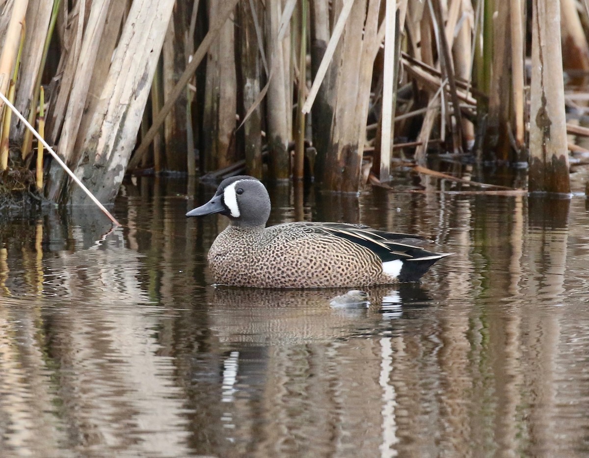 Blue-winged Teal - ML159545171