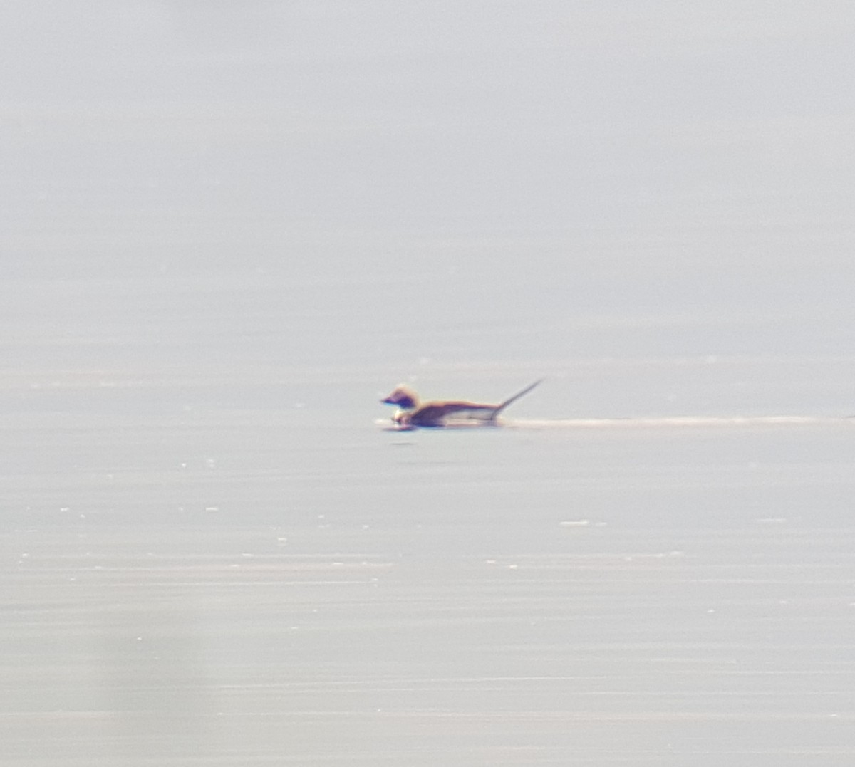 Long-tailed Duck - ML159545181