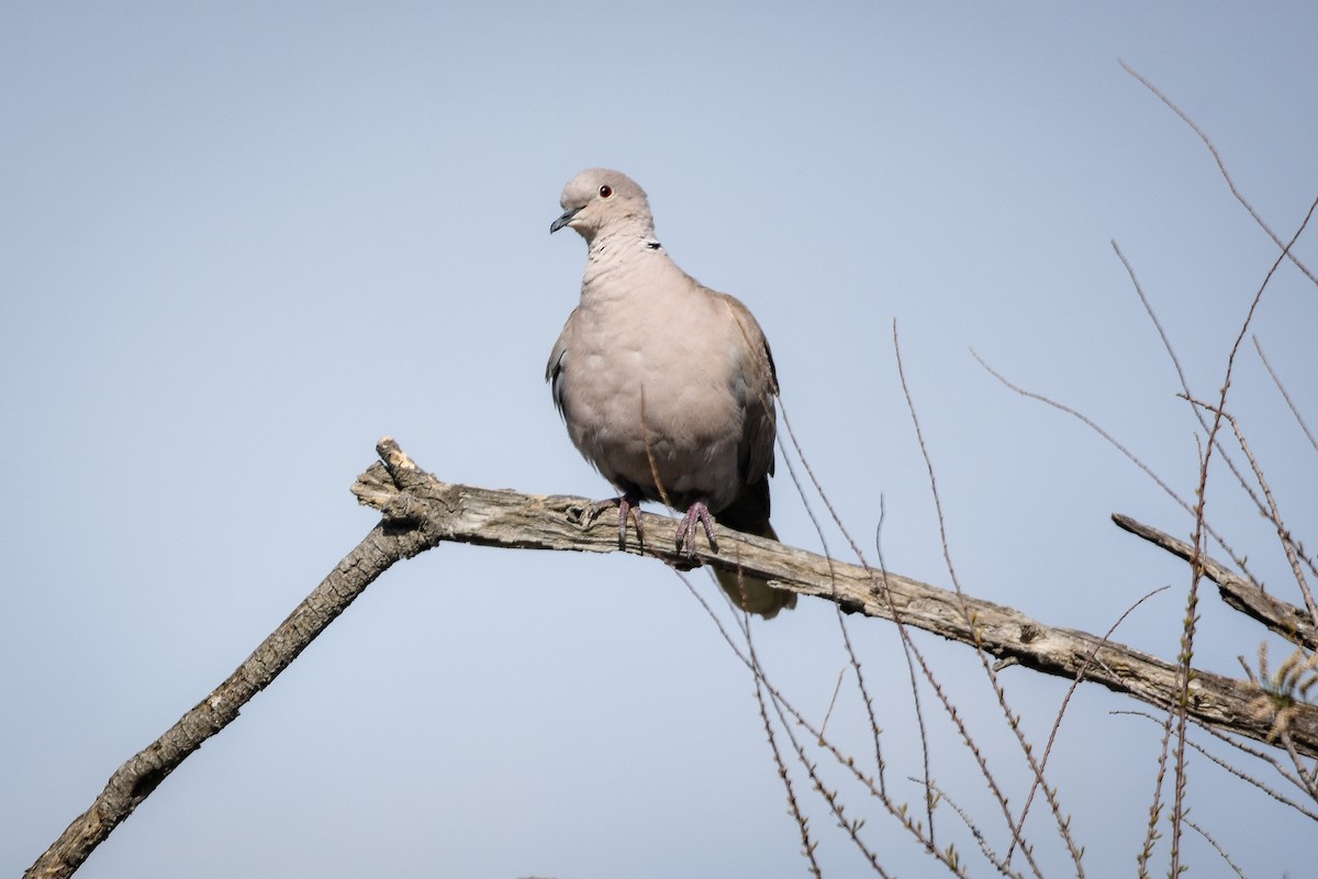 Eurasian Collared-Dove - Austin Bell