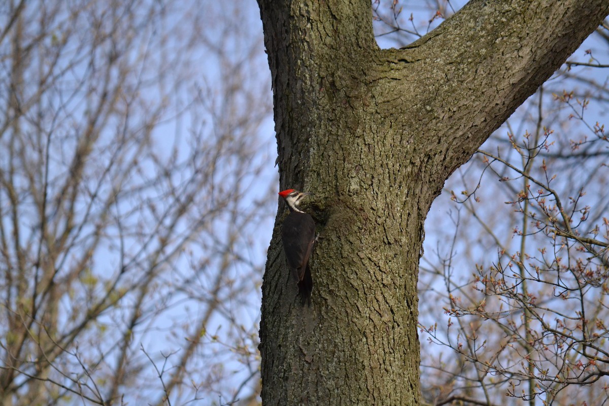 Pileated Woodpecker - Alyssa Kwiatkowski