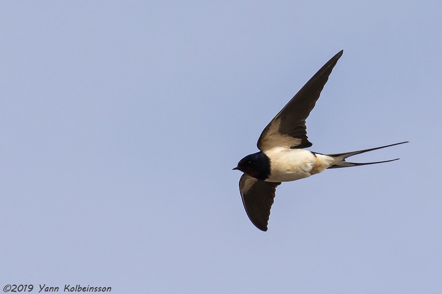 Barn Swallow (White-bellied) - ML159549701