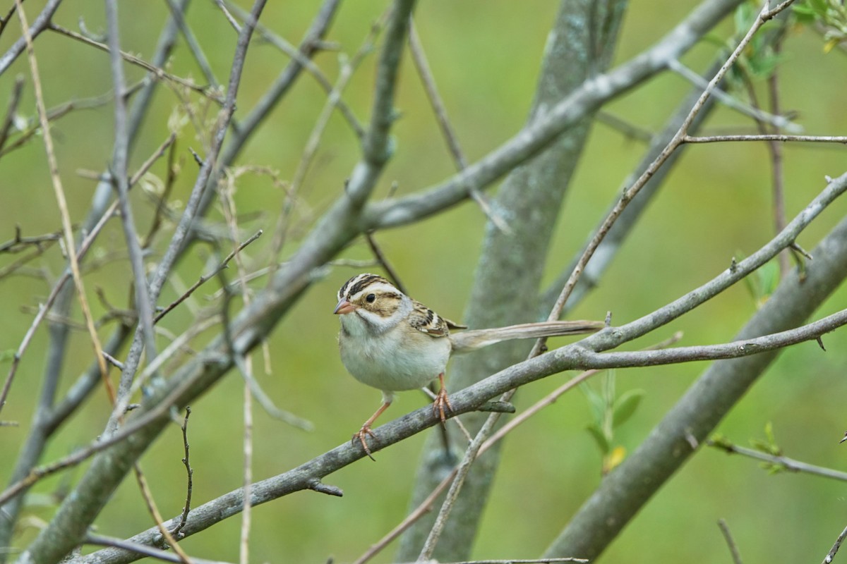 Clay-colored Sparrow - ML159551431