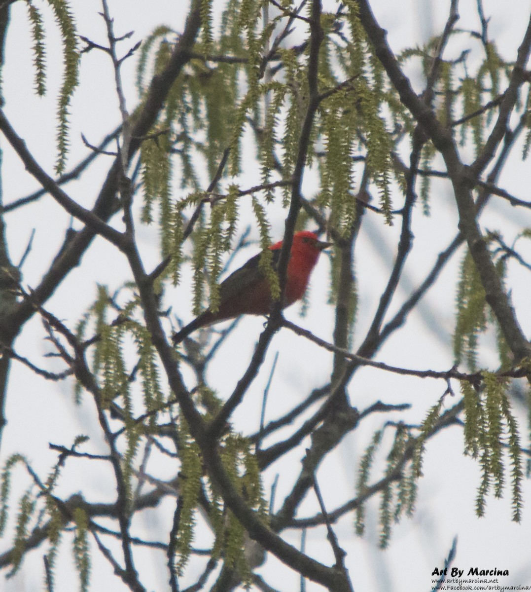 Scarlet Tanager - ML159552541