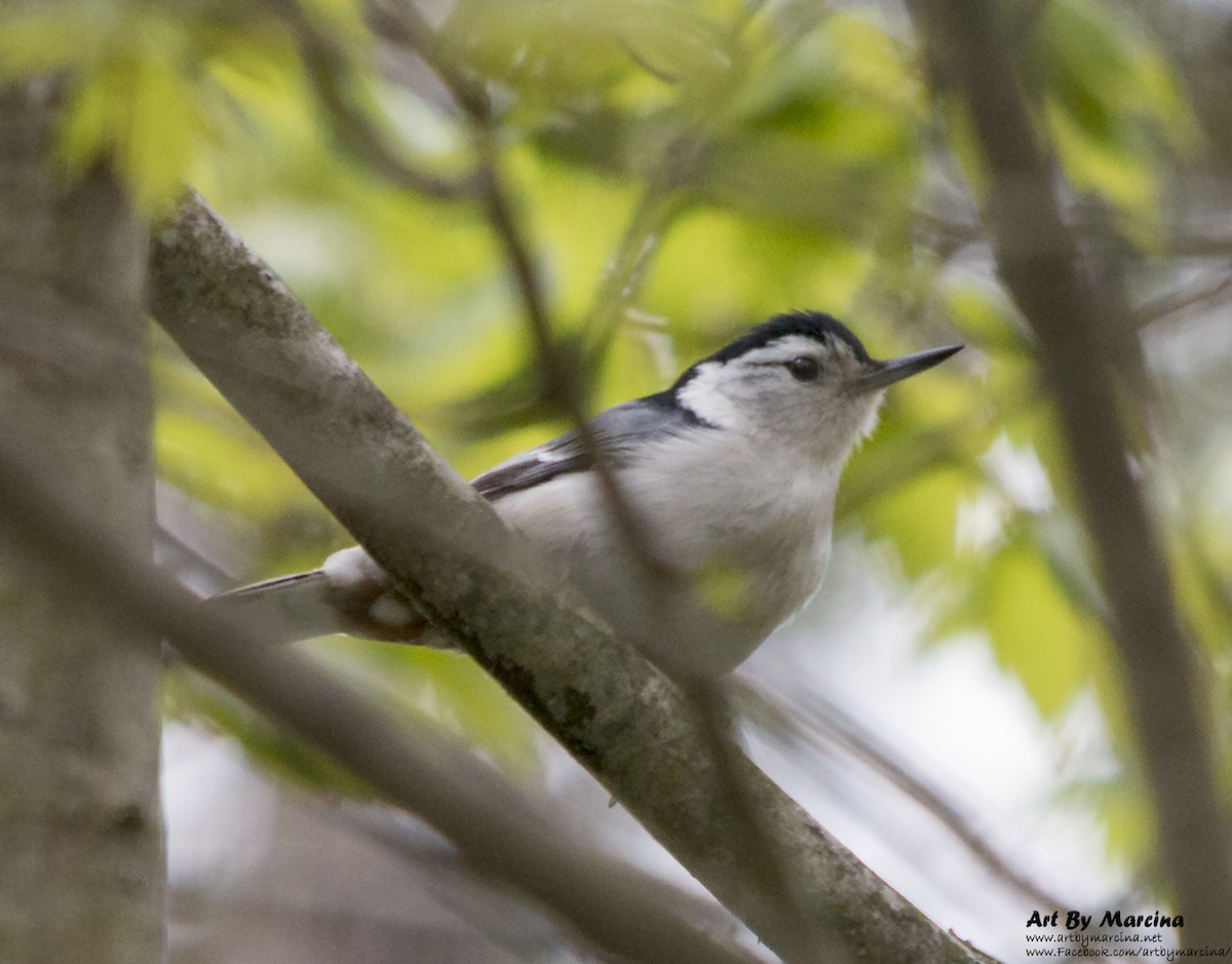 White-breasted Nuthatch - ML159553231