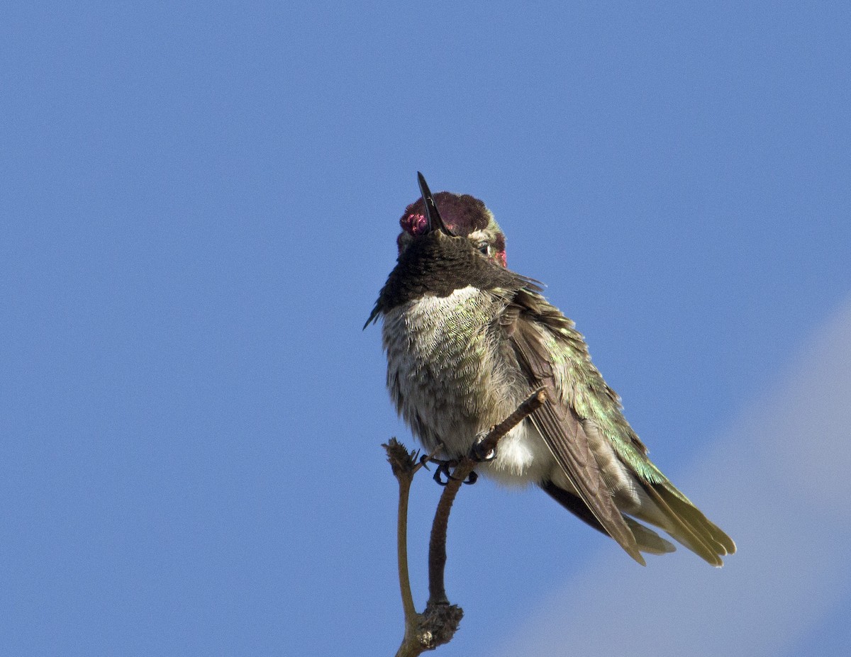 Anna's Hummingbird - Jan Allen