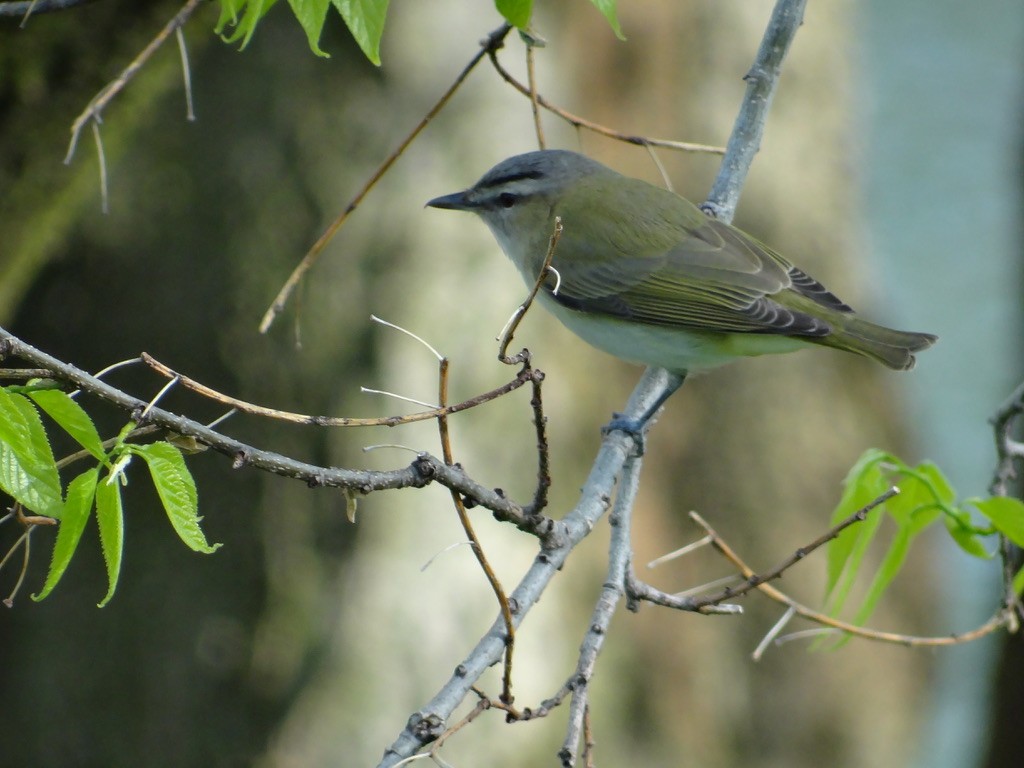 Red-eyed Vireo - Andrew Raamot and Christy Rentmeester