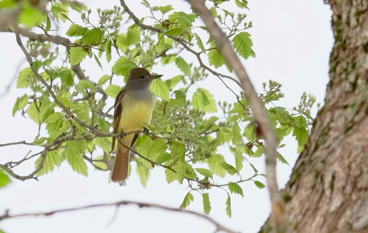Great Crested Flycatcher - ML159561261