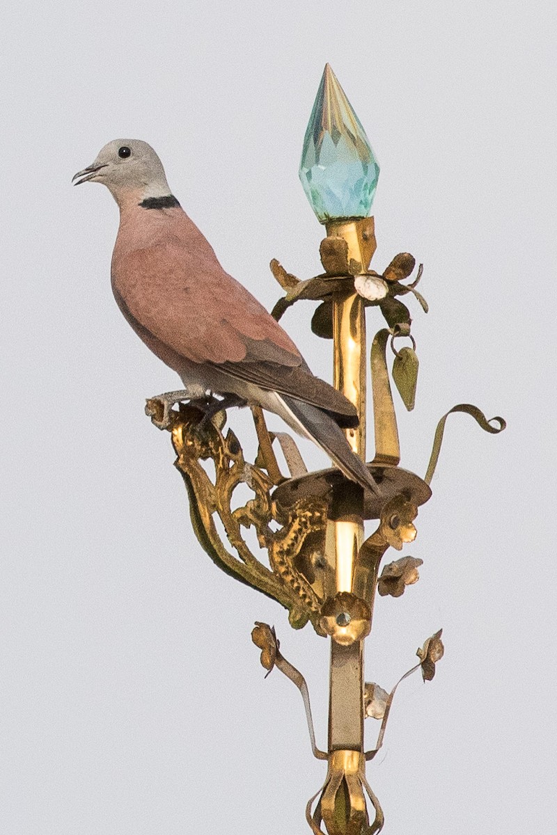 Red Collared-Dove - ML159562691