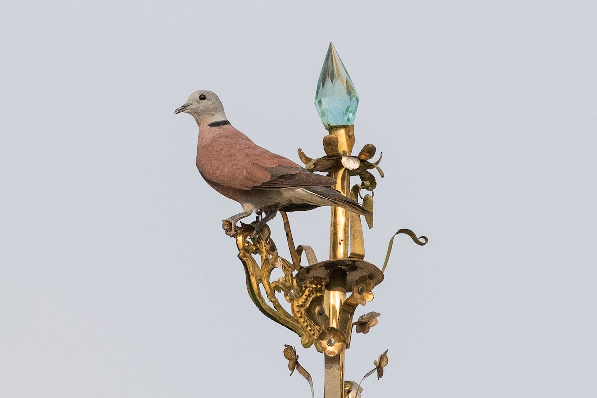 Red Collared-Dove - ML159562731