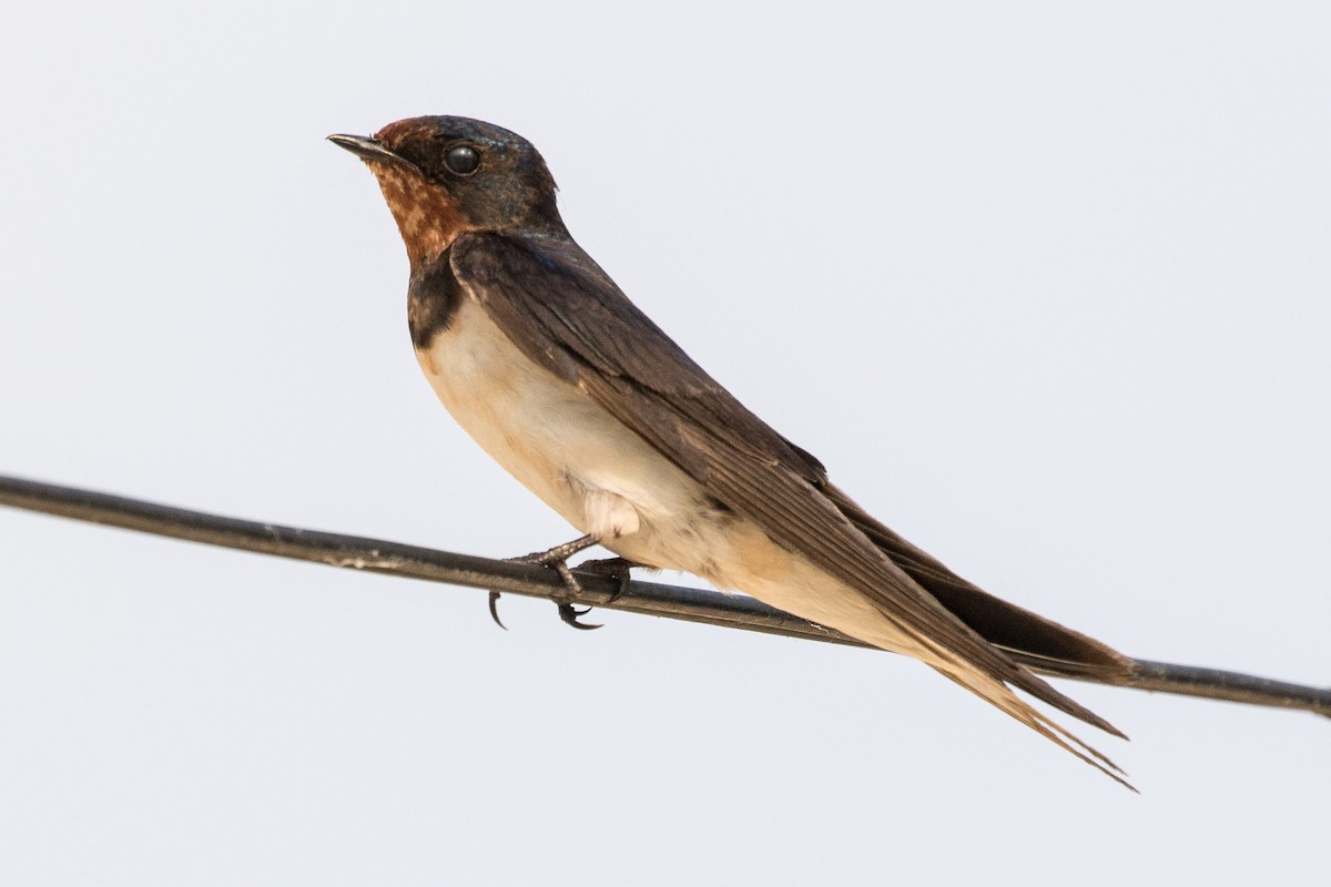 Barn Swallow (Buff-bellied) - Eric VanderWerf