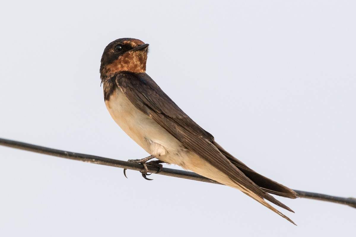 Barn Swallow (Buff-bellied) - Eric VanderWerf