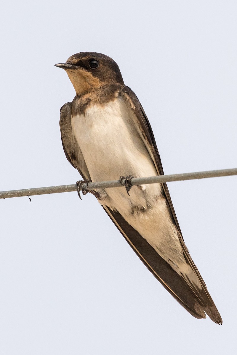 Barn Swallow (Buff-bellied) - ML159563291
