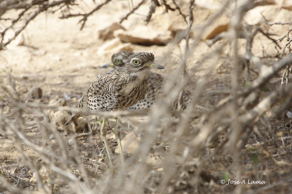 Spotted Thick-knee - ML159564371