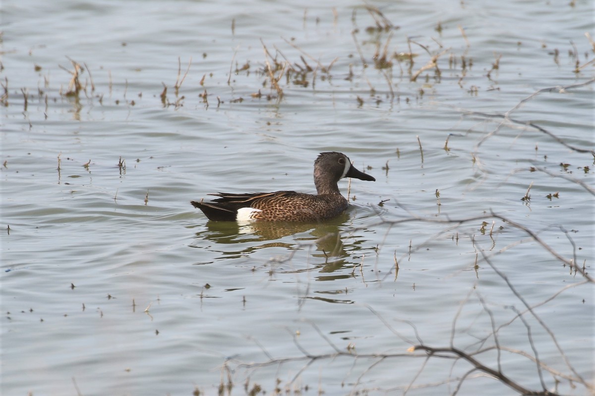 Blue-winged Teal - ML159564761