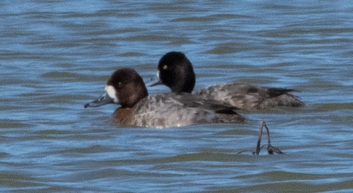 Lesser Scaup - Norman Soskel