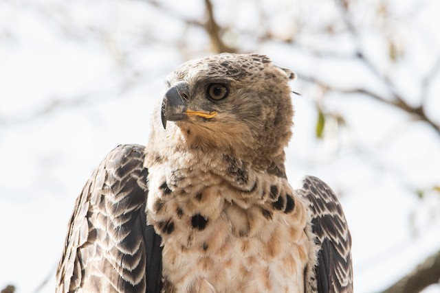 white crowned eagle