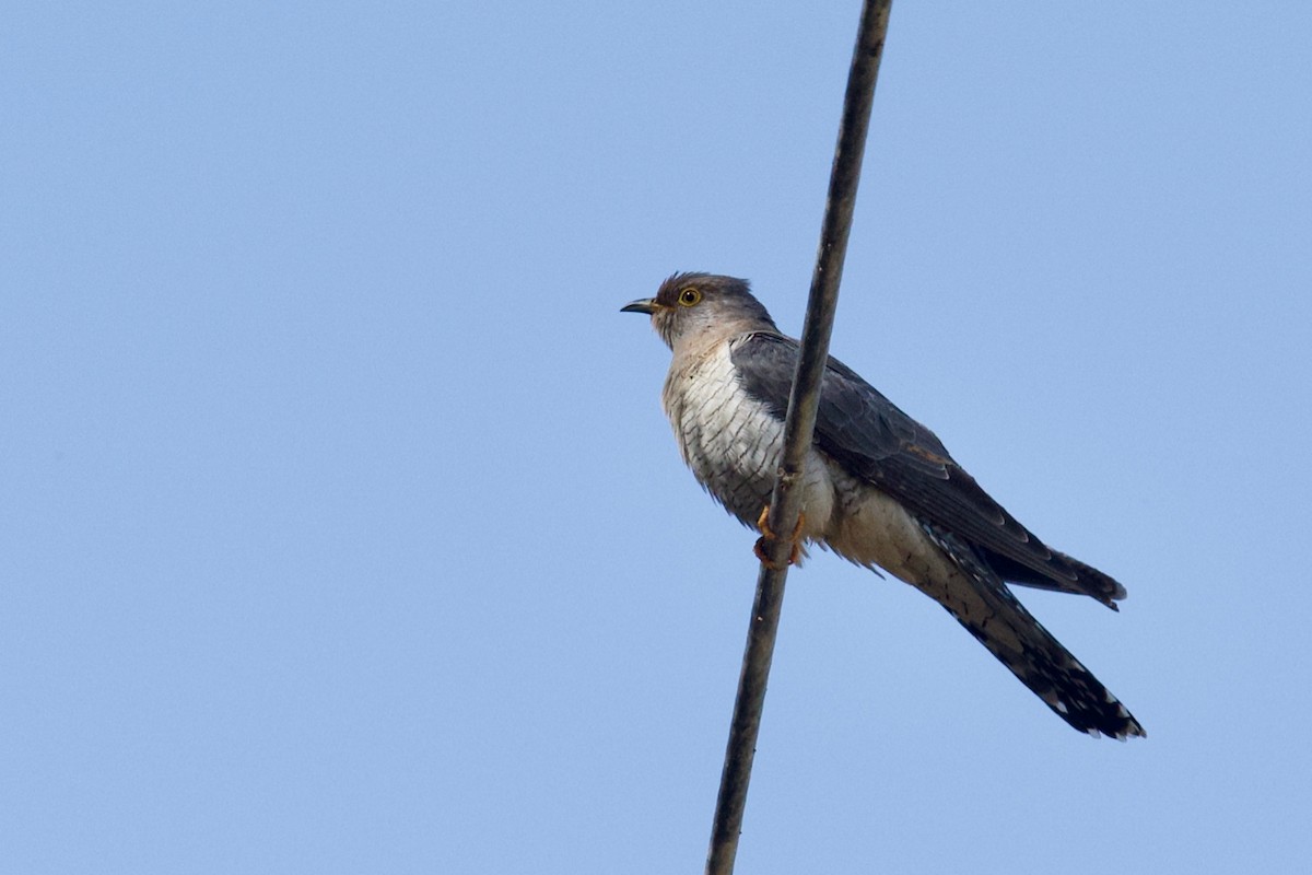 Common Cuckoo - Qin Huang