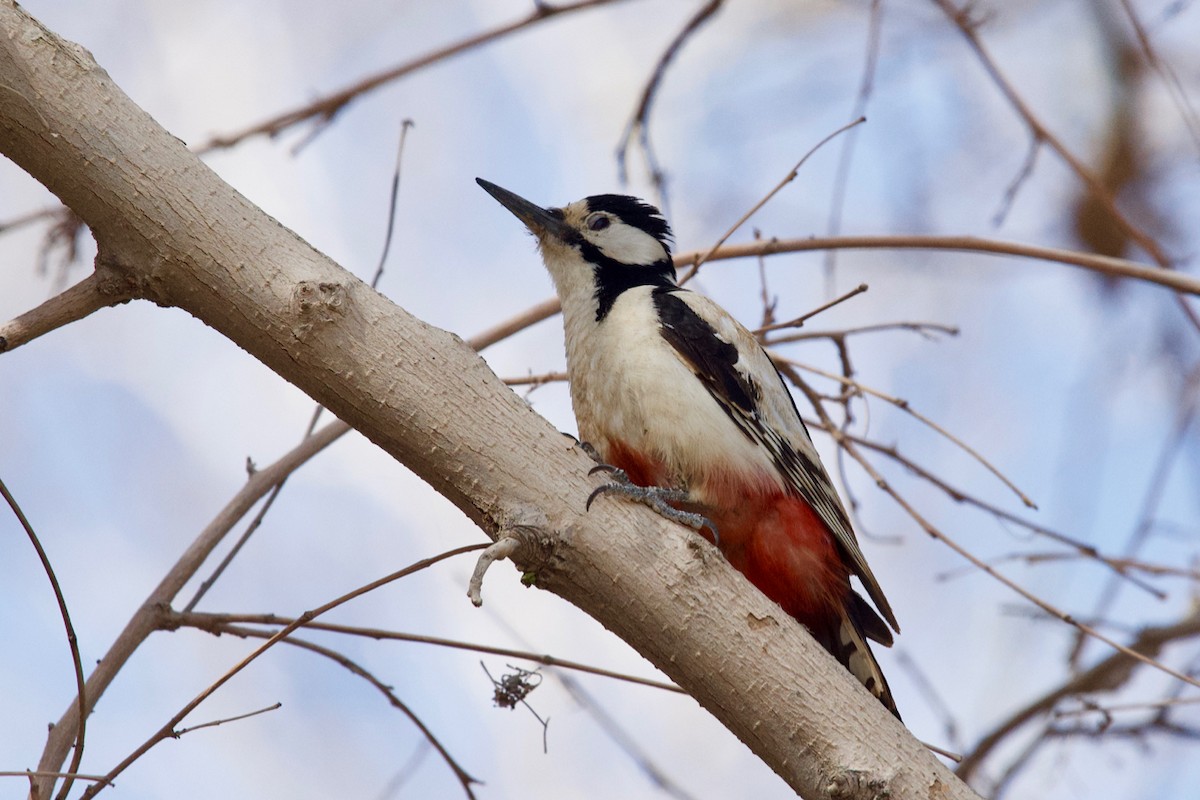 White-winged Woodpecker - ML159573341