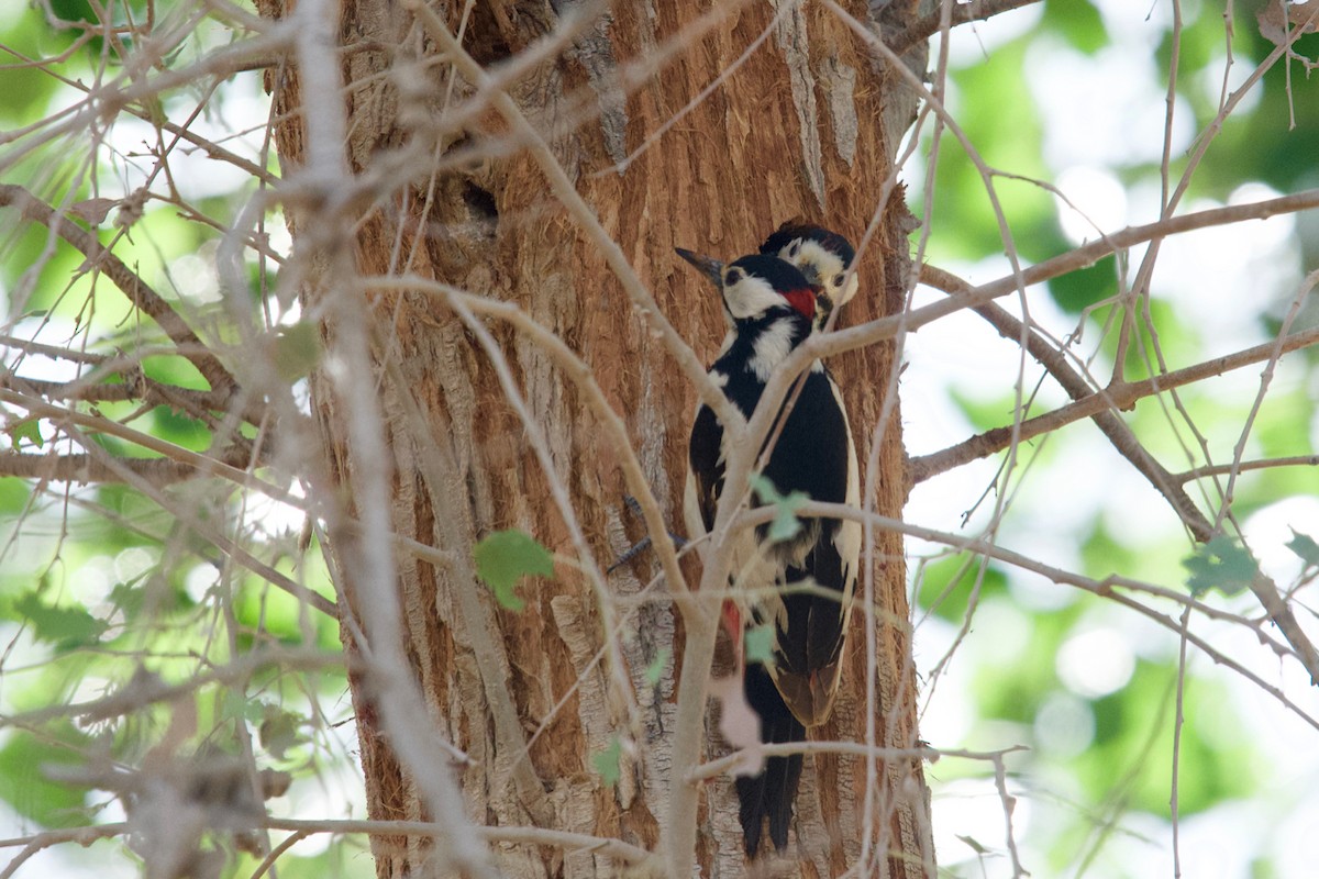White-winged Woodpecker - ML159573361
