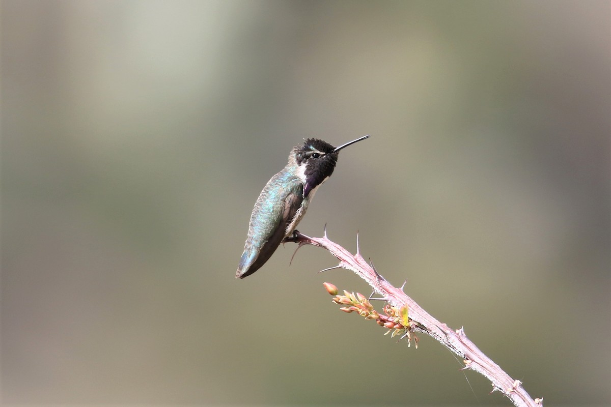 Costa's Hummingbird - ML159573581