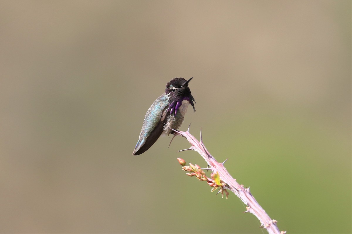 Costa's Hummingbird - ML159573591