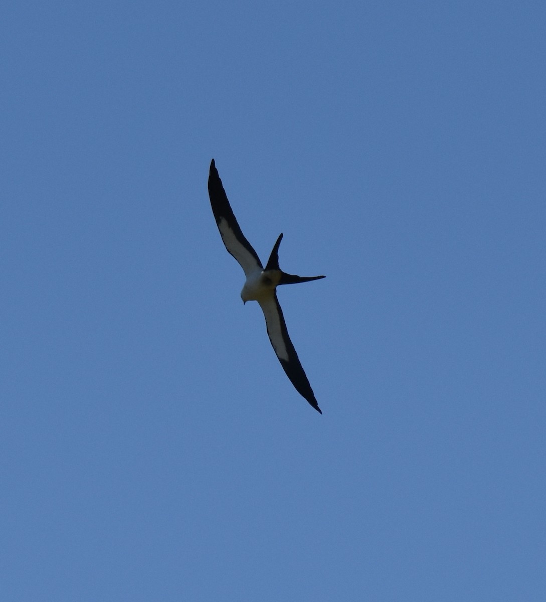 Swallow-tailed Kite - ML159573651