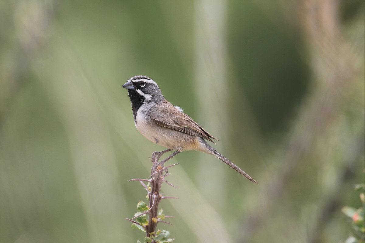Black-throated Sparrow - ML159573931
