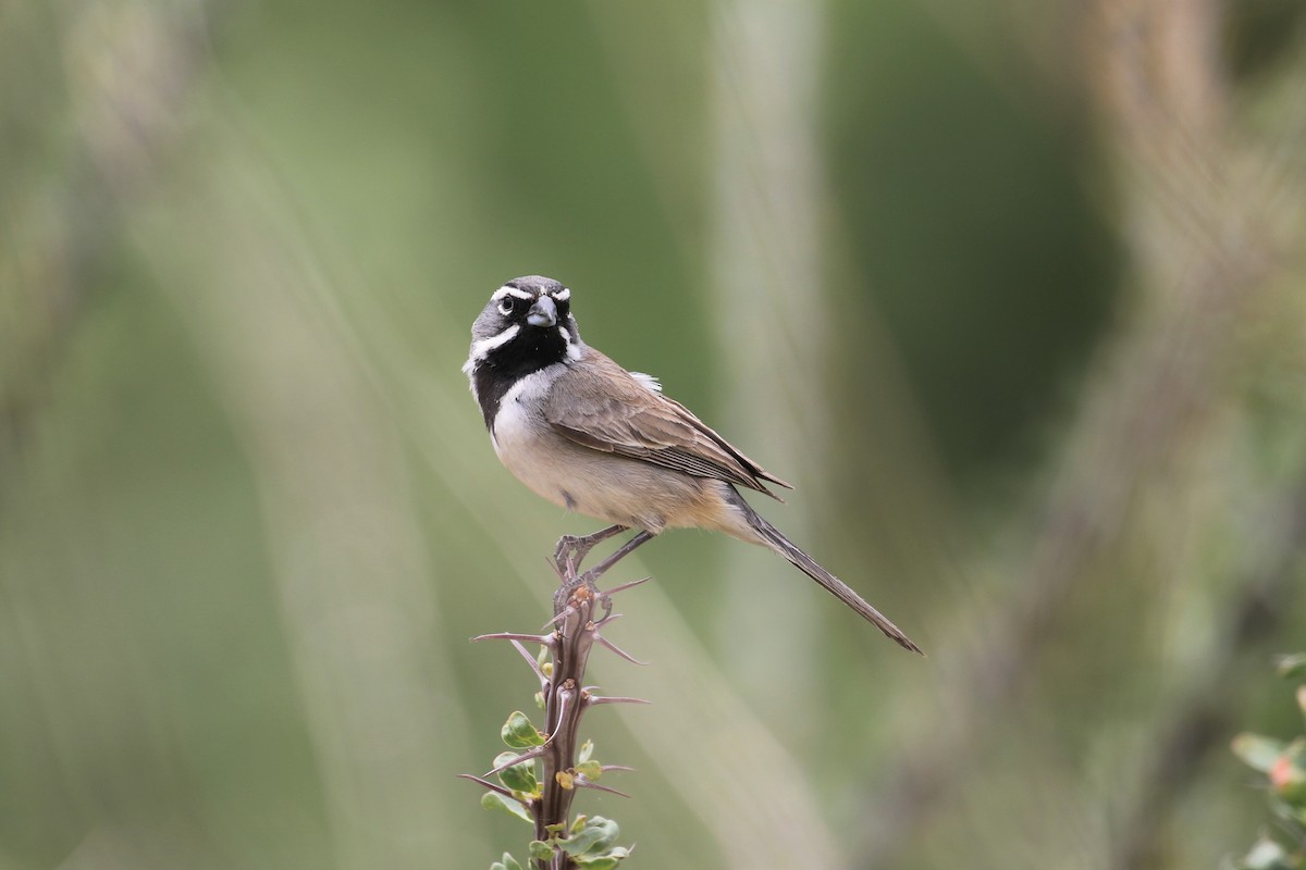 Black-throated Sparrow - ML159573941