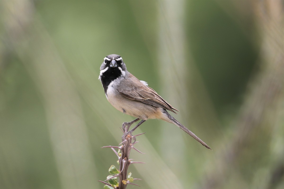 Black-throated Sparrow - ML159573951