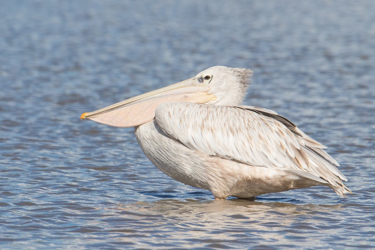 Pink-backed Pelican - ML159574351