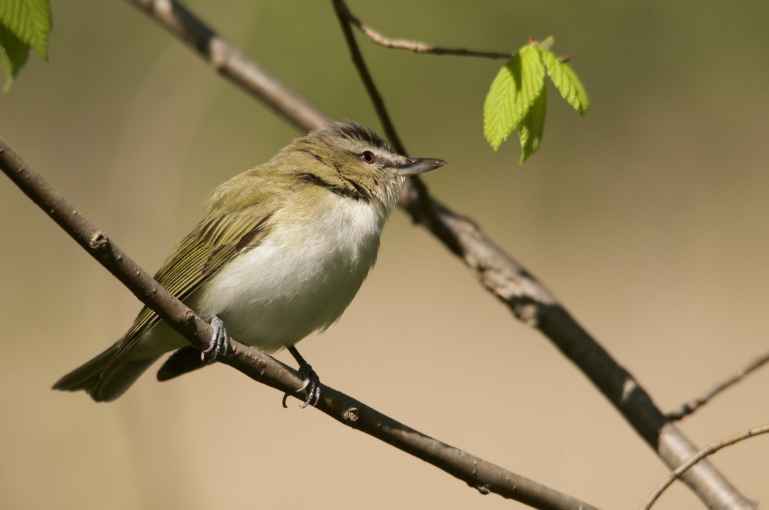 Red-eyed Vireo - Anthony Coughlin