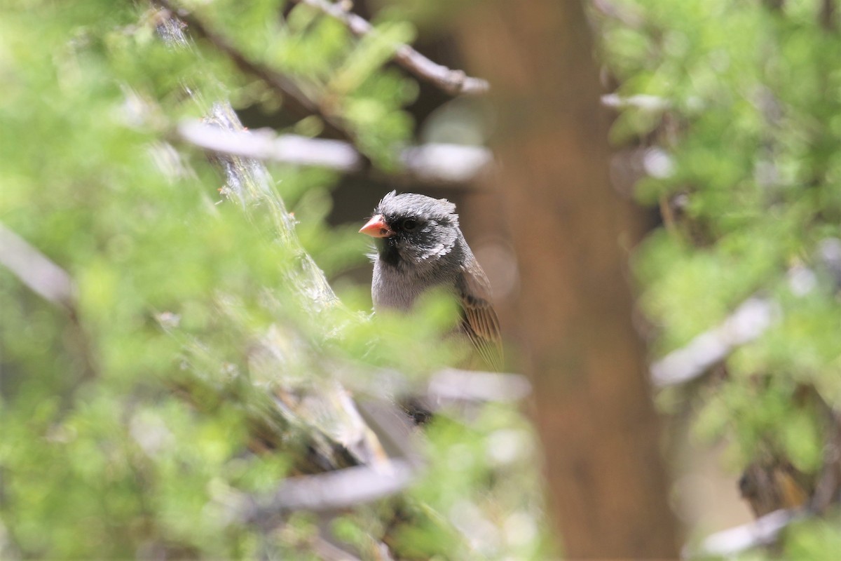 Black-chinned Sparrow - ML159575091