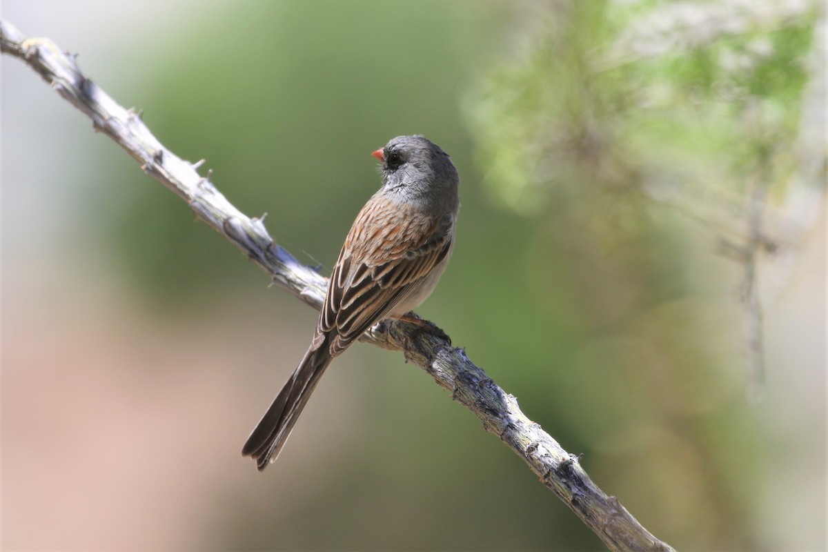 Black-chinned Sparrow - Anthony Vicciarelli