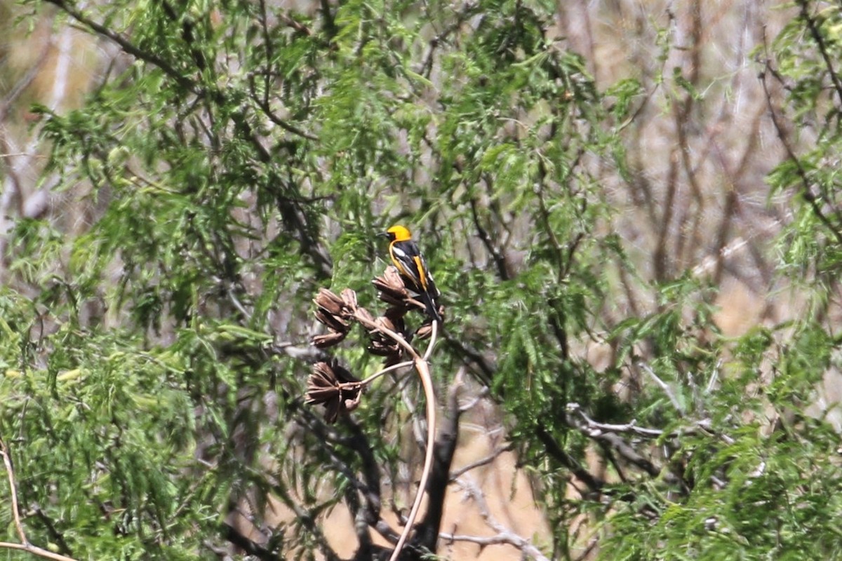 Hooded Oriole (nelsoni Group) - ML159575191