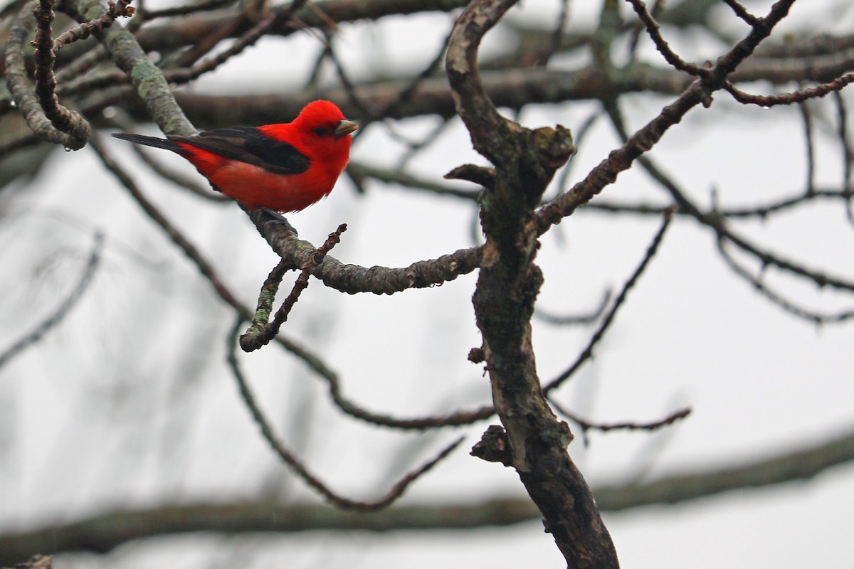 Scarlet Tanager - ML159575221