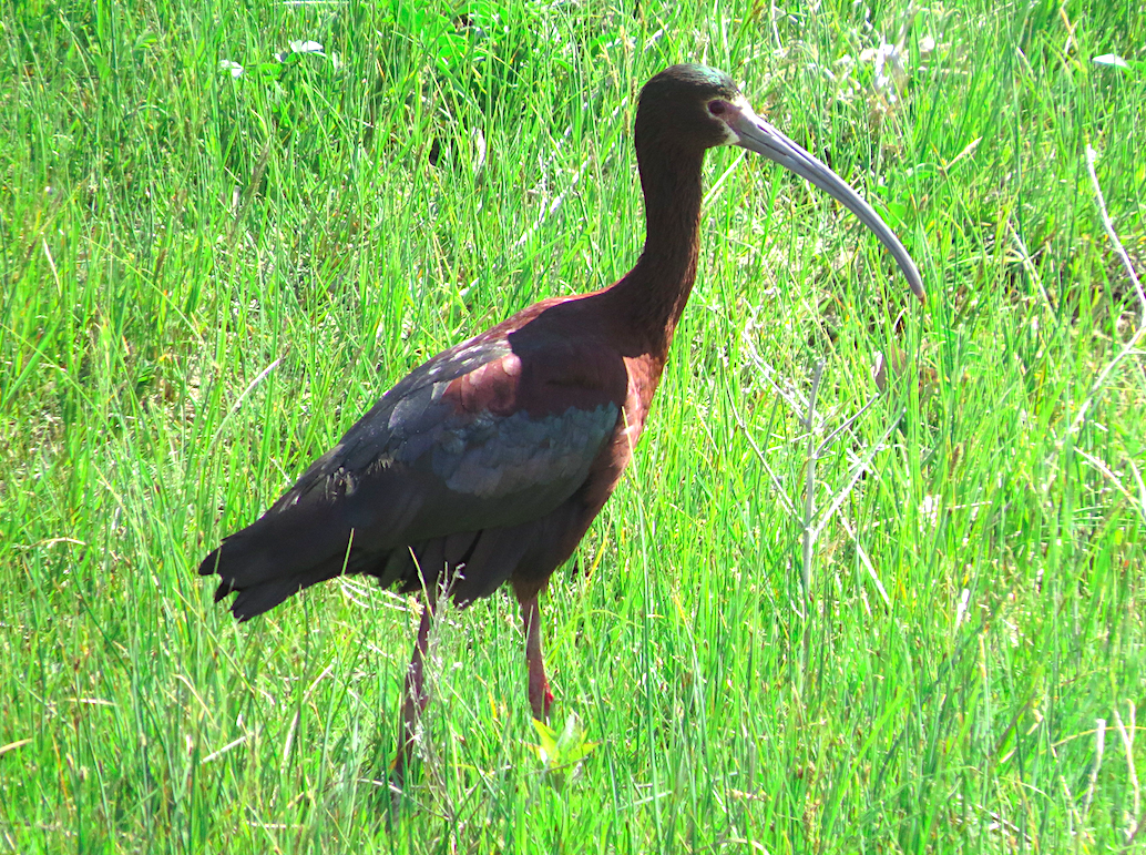 White-faced Ibis - Ted Floyd