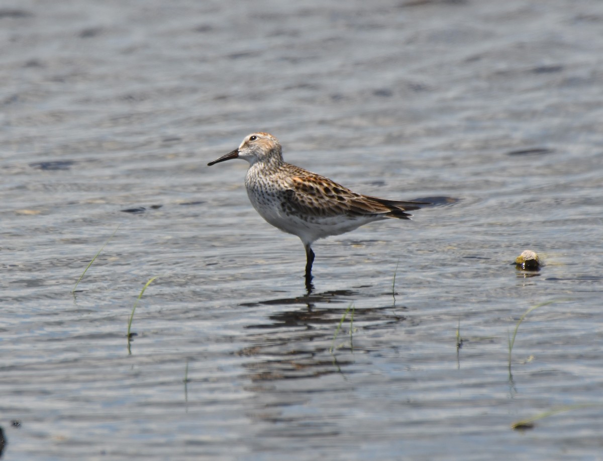 White-rumped Sandpiper - Marcus Kelly