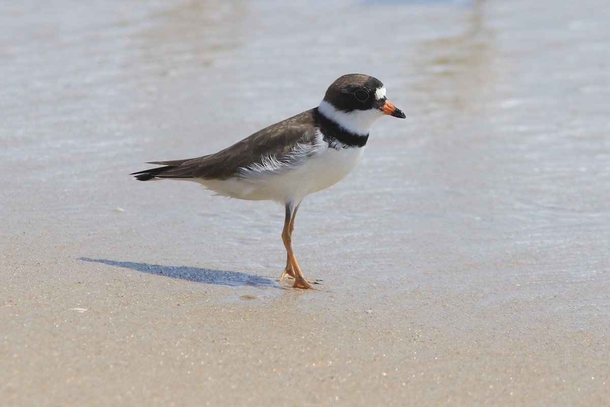Semipalmated Plover - Tammy Conklin