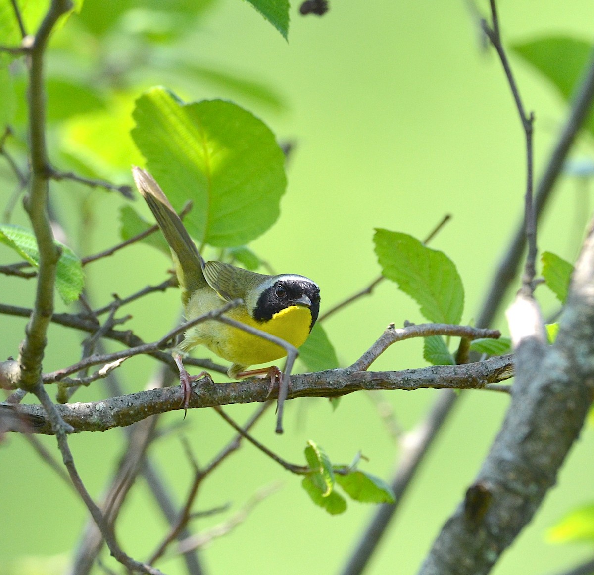 ebird-checklist-19-may-2019-hunters-lane-34-species-1-other-taxa