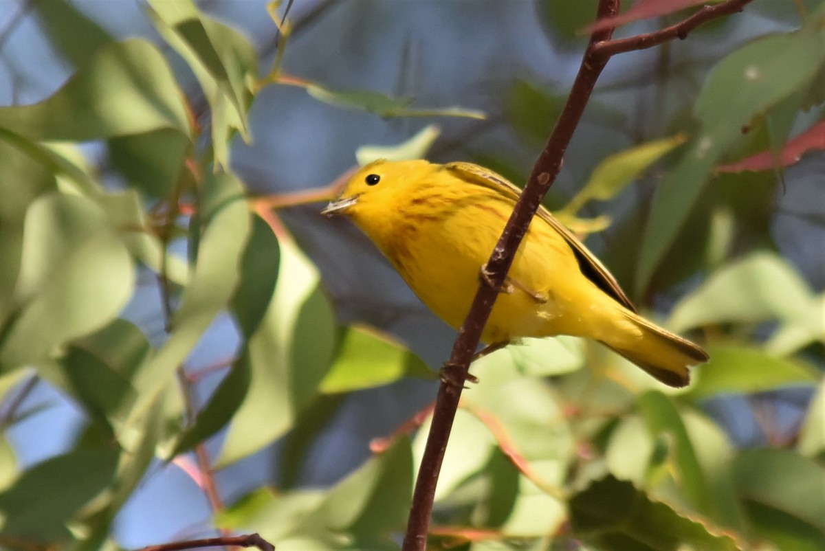 Yellow Warbler - Bruce Mast