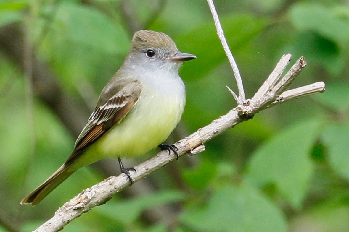 Great Crested Flycatcher - ML159585841