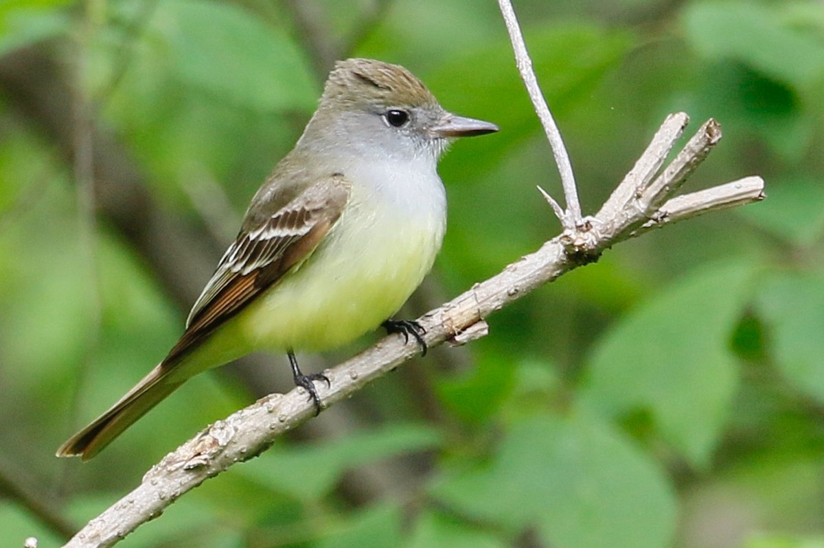 Great Crested Flycatcher - ML159585851