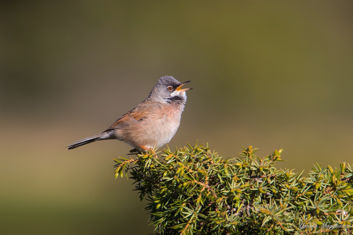 Spectacled Warbler - Yanina Maggiotto