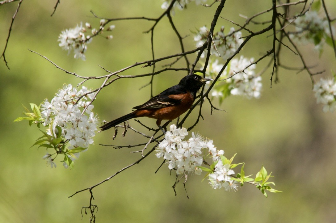 Orchard Oriole - ML159587421