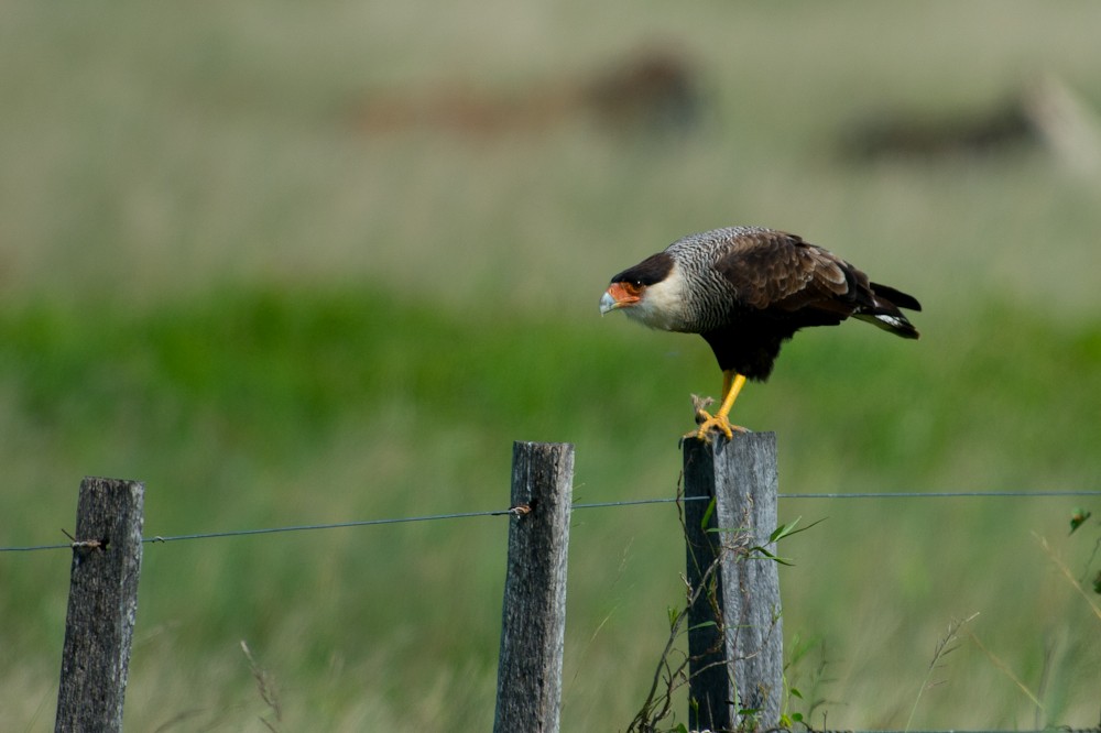 Crested Caracara (Southern) - ML159588581