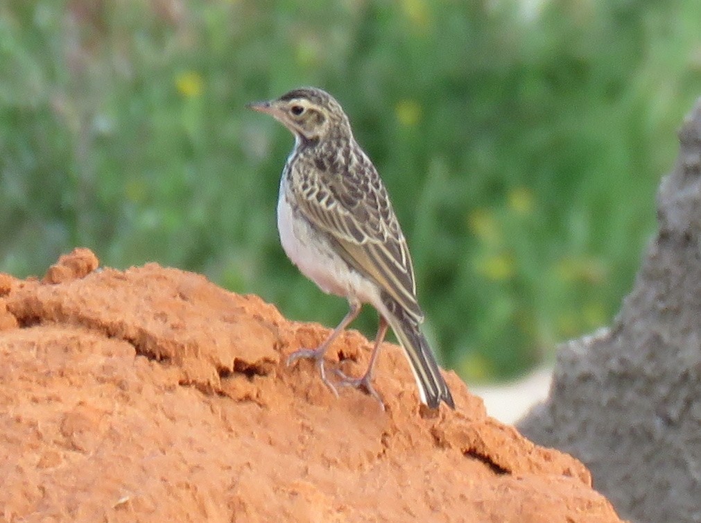 African Pipit - ML159589381