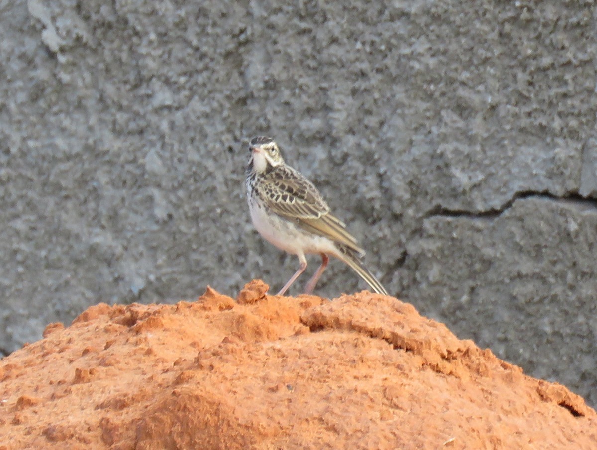 African Pipit - ML159589461