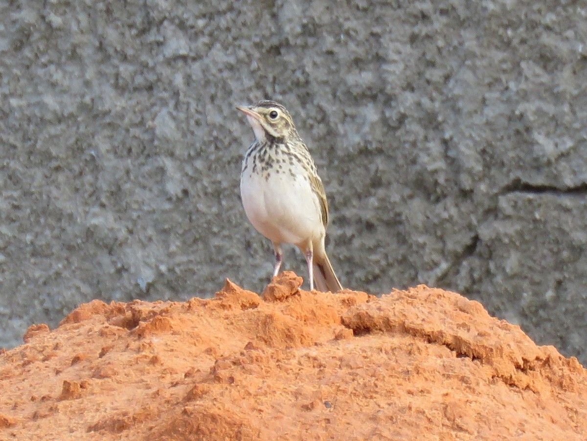 African Pipit - ML159589481