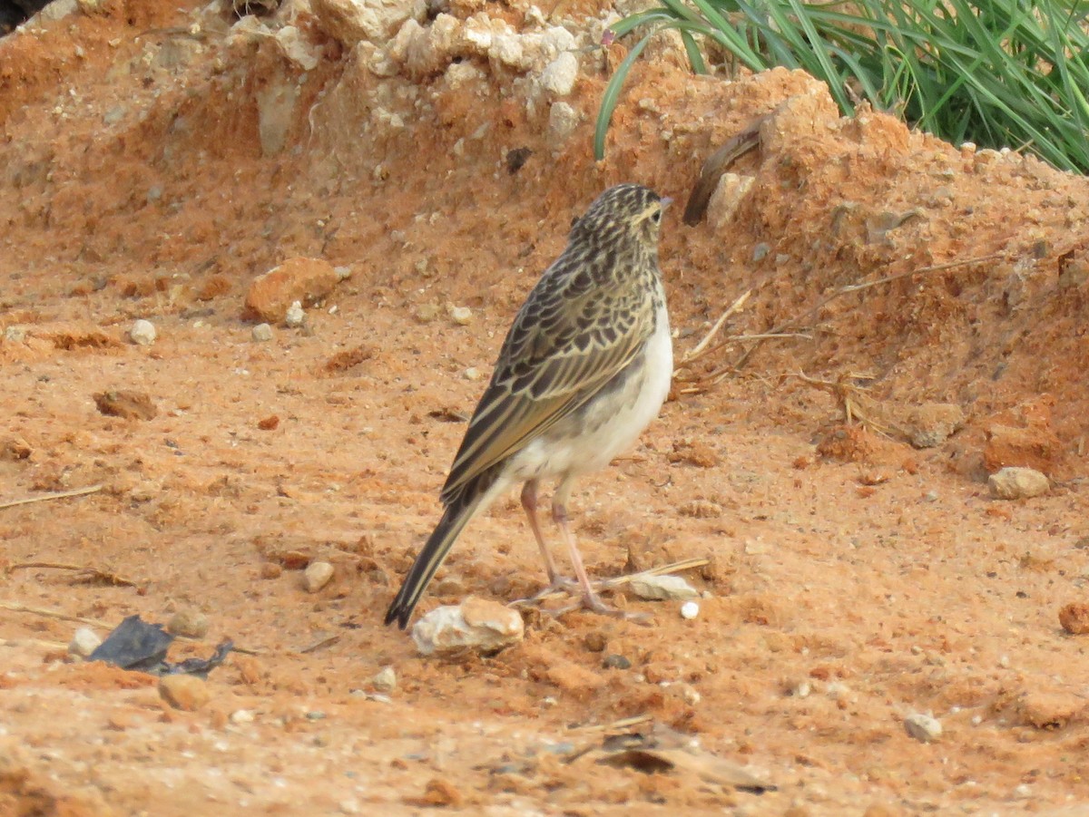 African Pipit - ML159589551